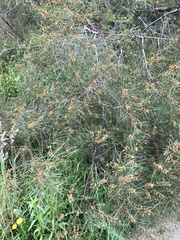 Acacia mucronata