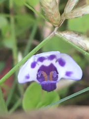 Lindernia grandiflora
