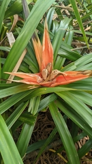 Freycinetia arborea