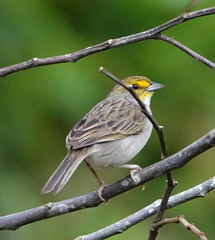 Ammodramus aurifrons