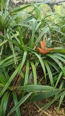 Freycinetia arborea