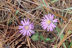 Symphyotrichum pratense