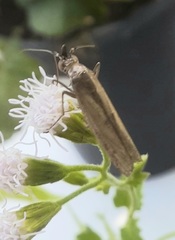 Elasmopalpus lignosella