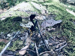 Megarhyssa atrata