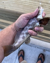 Menticirrhus americanus