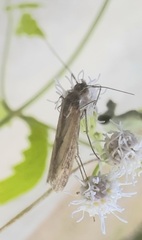 Elasmopalpus lignosella