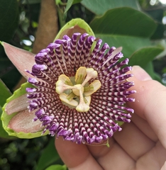 Passiflora laurifolia