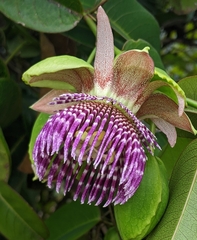 Passiflora laurifolia