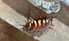 Periplaneta australasiae image