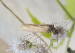 Elasmopalpus lignosella