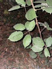 Rubus