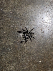 Phidippus