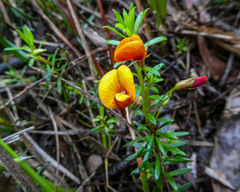 Pultenaea pedunculata