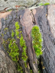 Campylopus introflexus