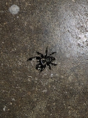 Phidippus