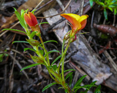Pultenaea pedunculata