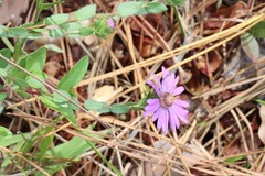 Symphyotrichum pratense