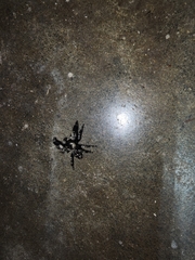 Phidippus