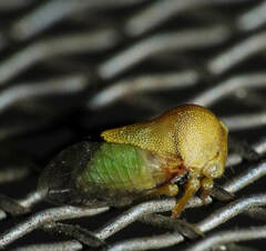 Smiliinae