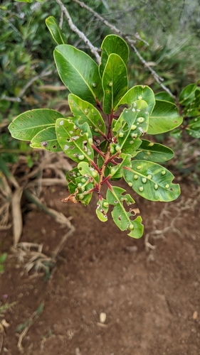 Image of Lehua Ahihi (Metrosideros tremuloides) by no rights reserved