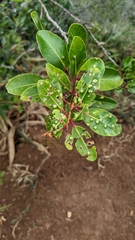 Metrosideros tremuloides