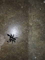 Phidippus
