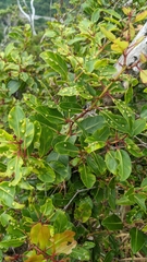 Metrosideros tremuloides