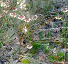 Pimelea linifolia linifolia