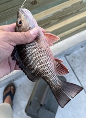 Lutjanus griseus