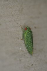 Rugosana