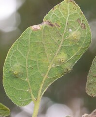 Pachypsylla