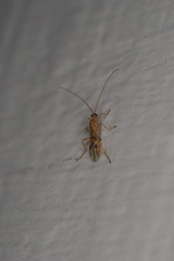 Rugosana