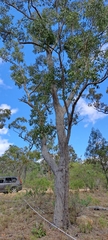 Eucalyptus tindaliae