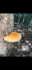 Inonotus