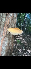Inonotus