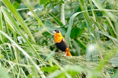 Euplectes franciscanus