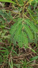 Acacia koa