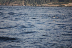 Synthliboramphus antiquus