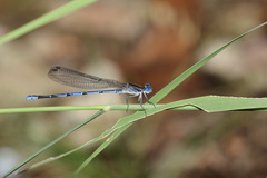 Argia lacrimans