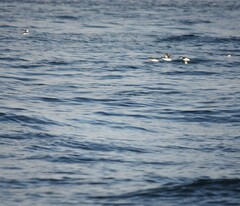 Synthliboramphus antiquus