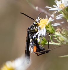 Ceropales bipunctata