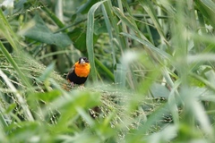 Euplectes franciscanus