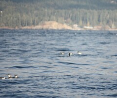 Synthliboramphus antiquus