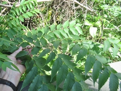 Sapindaceae