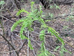 Prosopis velutina