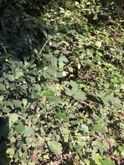 Salpichroa origanifolia