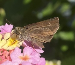 Euphyes vestris