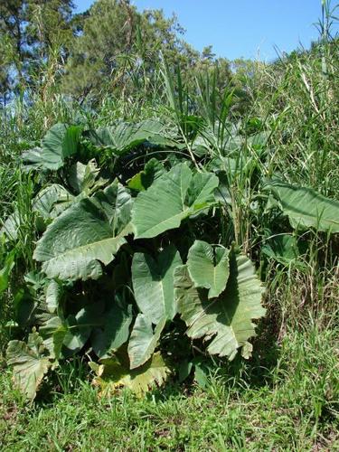 Xanthosoma robustum