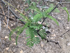 Prosopis velutina