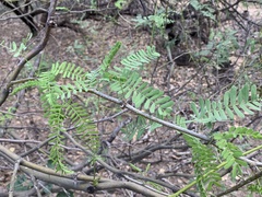 Prosopis velutina